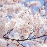 YCT1 Close-up of a Yoshino Cherry tree